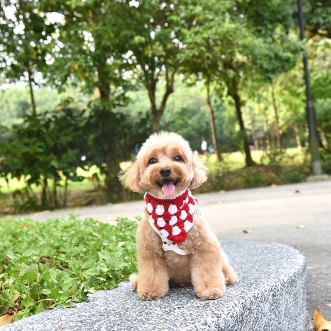 Truffle??松露?トリュフさんのインスタグラム写真 - (Truffle??松露?トリュフInstagram)「▶️👀more pics📆 (11Aug19) 🥰thoroughly enjoyed myself on the second day of the long weekend;😘morning walkie and to the visiting of the #Singapawweekend carnival held at #JCube . Joined in the fun for the temptation challenge and being the smallest 🐶with the shortest legs, I came in 3rd place 😁 ▶️ to see the video 😆#temptationchallenge #dogtricks#truffleleetricks」8月11日 9時17分 - trufflethetrouble