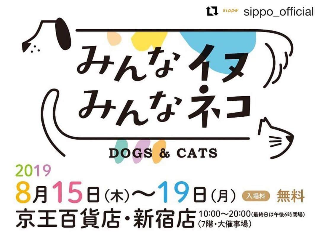 mayumiさんのインスタグラム写真 - (mayumiInstagram)「20190811 ✩ 毎年恒例『みんなイヌ みんなネコ』が8月15日～19日まで京王百貨店・新宿店で開催されます。 今年もテリドリのパネルを展示していただきます。 残念ながらワタシは観に行けませんがお近くの方は是非!! @sippo_official ． ． #Repost @sippo_official with @get_repost ・・・ 毎年恒例の大人気のチャリティーイベント「みんなイヌ、みんなネコ」を8月15日〜19日まで京王百貨店・新宿店で開催します✨「保護犬保護猫を普通の選択肢に」がコンセプト🐶😸今年も盛り沢山でございますっ👍 . ①保護犬保護猫の写真展📸松島花さん  @hana_matsushima_official や大日方久美子さん @kumi511976 を始めとするみなさんの愛猫愛犬を約100点展示。初の写真集も会場で先行発売します✨ . ②保護犬保護猫譲渡会🐶😸。国内最大級300匹以上！猫中心ですが、今回からワンちゃんも紹介します。 . ③人気マンガ「夜廻り猫展mini 」。作者の深谷かほるさんの実演作画会&サイン会もあります。 . ④浅田美代子さん @miyoko_asada トークショー。太田匡彦記者と対談します。 . ⑤ @gupitaro と @kumaokamako の楽しいお部屋「ぐっぴーくまくま部屋」 . ⑥近藤研二さん @kenjikond0 と山田稔明さん @toshiakiyamada のLIVE . ⑦ @cottoncatcollection さんの綿棒ワークショップ . ⑧ @maihimemoko や @neko.no.ie さんなどかわいい犬猫グッズ販売「みんなイヌみんなネコマーケット」。売上の一部を動物愛護団体に寄付します🎁 . などなど書ききれないくらい本当に充実した内容になりました。ぜひお越し下さい。詳しくはこちらの記事をご覧下さい。https://sippo.asahi.com/article/12551051  #sippo #sippo写真展に参加したい #保護犬 #保護猫 #夜廻り猫 #ぐっぴーくまくま部屋 #譲渡会」8月11日 9時39分 - imuyamotas