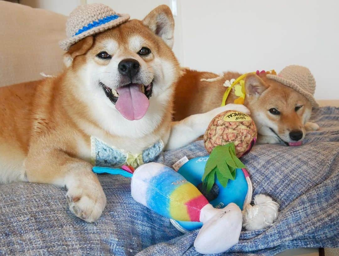 shibainu berryさんのインスタグラム写真 - (shibainu berryInstagram)「Summer vacation👒🌺🌴🍹 🐻「🍍は俺のもんや！」まだ言うてるんかぃ❗️👋 ・ べりむくの夏休み〜 むくみんは朝はマルちゃんトメちゃんと遊んで🎶夜はりゅうが遊びに来てくれて走り回る💨💨友達に会えない時はおかんと遊んで走り回る、昼はクーラーの効いた部屋でばあばと昼寝という充実した毎日🦊 おやじは散歩以外はひたすらクーラーの効いた部屋で寝るという普通の毎日🐻 それぞれの夏を過ごしてるよ〜✨ ・ 帽子はいなちゃんママ @shibainuinari に作ってもらった#ちょこんとニット帽 👒べりむく色違いだよ💕ビキニも着けてるんやけど全然見えん😂 PECOBOX @pecobox_official #pecobox #❤️迷子犬の掲示板スタッフ @maigo_dog  #❤️迷子犬の掲示板四国 @maigo_dog_shikoku #めざせ迷子犬ゼロ👌 #柴犬 #べりやん #べりむく #多頭飼い #berry #shiba #shibainu  #shibainumania #shibastagram #instashiba #ぷにっと部 #口角キュキュッと部  #チーム俺様 →部員絶賛募集中 #shiba_snap #proudshibas #west_dog_japan #サンデイ #instagramjapan #ふわもこ部 #pecoいぬ部 #pecotv #buzzfeedanimals #dogsofinstagram #9gag」8月11日 9時36分 - shibainu.berry