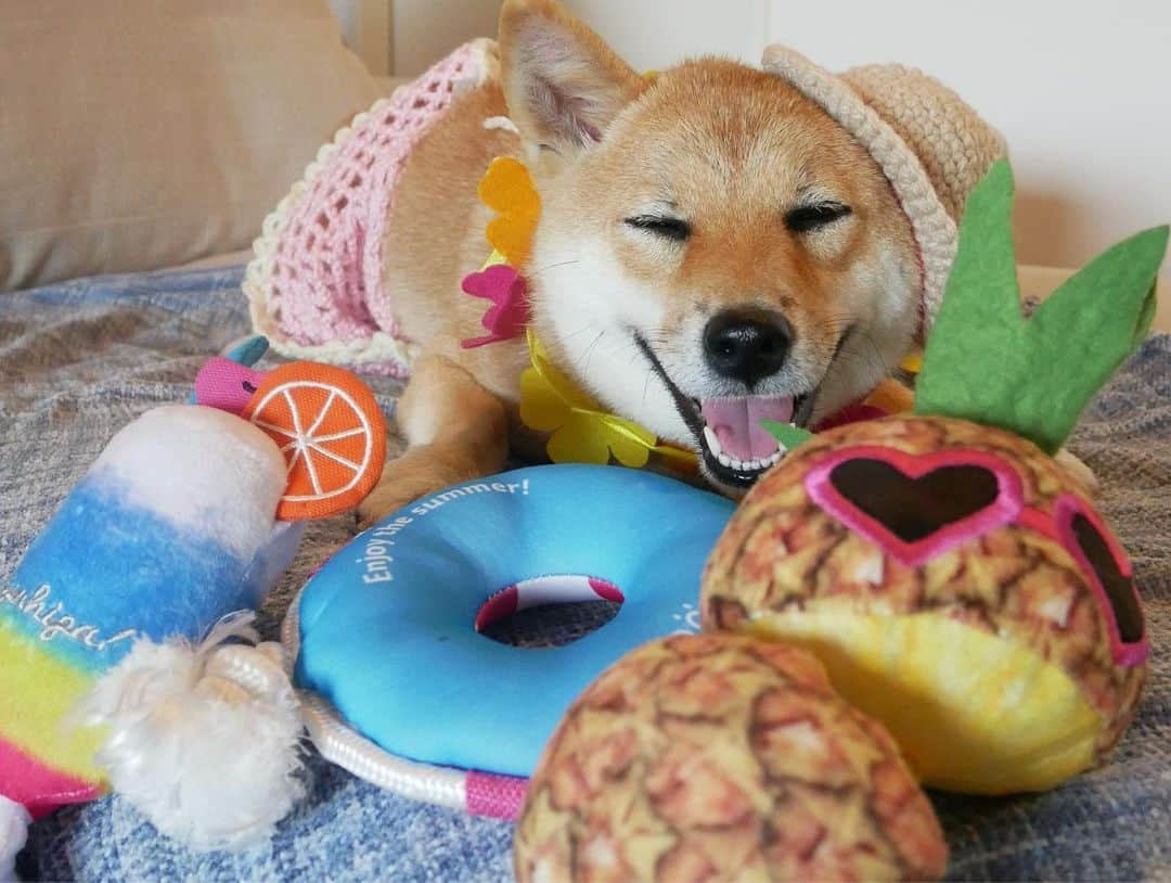 shibainu berryさんのインスタグラム写真 - (shibainu berryInstagram)「Summer vacation👒🌺🌴🍹 🐻「🍍は俺のもんや！」まだ言うてるんかぃ❗️👋 ・ べりむくの夏休み〜 むくみんは朝はマルちゃんトメちゃんと遊んで🎶夜はりゅうが遊びに来てくれて走り回る💨💨友達に会えない時はおかんと遊んで走り回る、昼はクーラーの効いた部屋でばあばと昼寝という充実した毎日🦊 おやじは散歩以外はひたすらクーラーの効いた部屋で寝るという普通の毎日🐻 それぞれの夏を過ごしてるよ〜✨ ・ 帽子はいなちゃんママ @shibainuinari に作ってもらった#ちょこんとニット帽 👒べりむく色違いだよ💕ビキニも着けてるんやけど全然見えん😂 PECOBOX @pecobox_official #pecobox #❤️迷子犬の掲示板スタッフ @maigo_dog  #❤️迷子犬の掲示板四国 @maigo_dog_shikoku #めざせ迷子犬ゼロ👌 #柴犬 #べりやん #べりむく #多頭飼い #berry #shiba #shibainu  #shibainumania #shibastagram #instashiba #ぷにっと部 #口角キュキュッと部  #チーム俺様 →部員絶賛募集中 #shiba_snap #proudshibas #west_dog_japan #サンデイ #instagramjapan #ふわもこ部 #pecoいぬ部 #pecotv #buzzfeedanimals #dogsofinstagram #9gag」8月11日 9時36分 - shibainu.berry