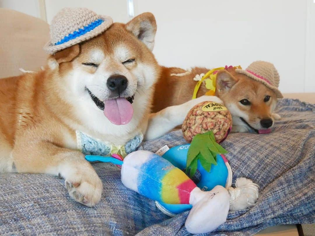 shibainu berryさんのインスタグラム写真 - (shibainu berryInstagram)「Summer vacation👒🌺🌴🍹 🐻「🍍は俺のもんや！」まだ言うてるんかぃ❗️👋 ・ べりむくの夏休み〜 むくみんは朝はマルちゃんトメちゃんと遊んで🎶夜はりゅうが遊びに来てくれて走り回る💨💨友達に会えない時はおかんと遊んで走り回る、昼はクーラーの効いた部屋でばあばと昼寝という充実した毎日🦊 おやじは散歩以外はひたすらクーラーの効いた部屋で寝るという普通の毎日🐻 それぞれの夏を過ごしてるよ〜✨ ・ 帽子はいなちゃんママ @shibainuinari に作ってもらった#ちょこんとニット帽 👒べりむく色違いだよ💕ビキニも着けてるんやけど全然見えん😂 PECOBOX @pecobox_official #pecobox #❤️迷子犬の掲示板スタッフ @maigo_dog  #❤️迷子犬の掲示板四国 @maigo_dog_shikoku #めざせ迷子犬ゼロ👌 #柴犬 #べりやん #べりむく #多頭飼い #berry #shiba #shibainu  #shibainumania #shibastagram #instashiba #ぷにっと部 #口角キュキュッと部  #チーム俺様 →部員絶賛募集中 #shiba_snap #proudshibas #west_dog_japan #サンデイ #instagramjapan #ふわもこ部 #pecoいぬ部 #pecotv #buzzfeedanimals #dogsofinstagram #9gag」8月11日 9時36分 - shibainu.berry