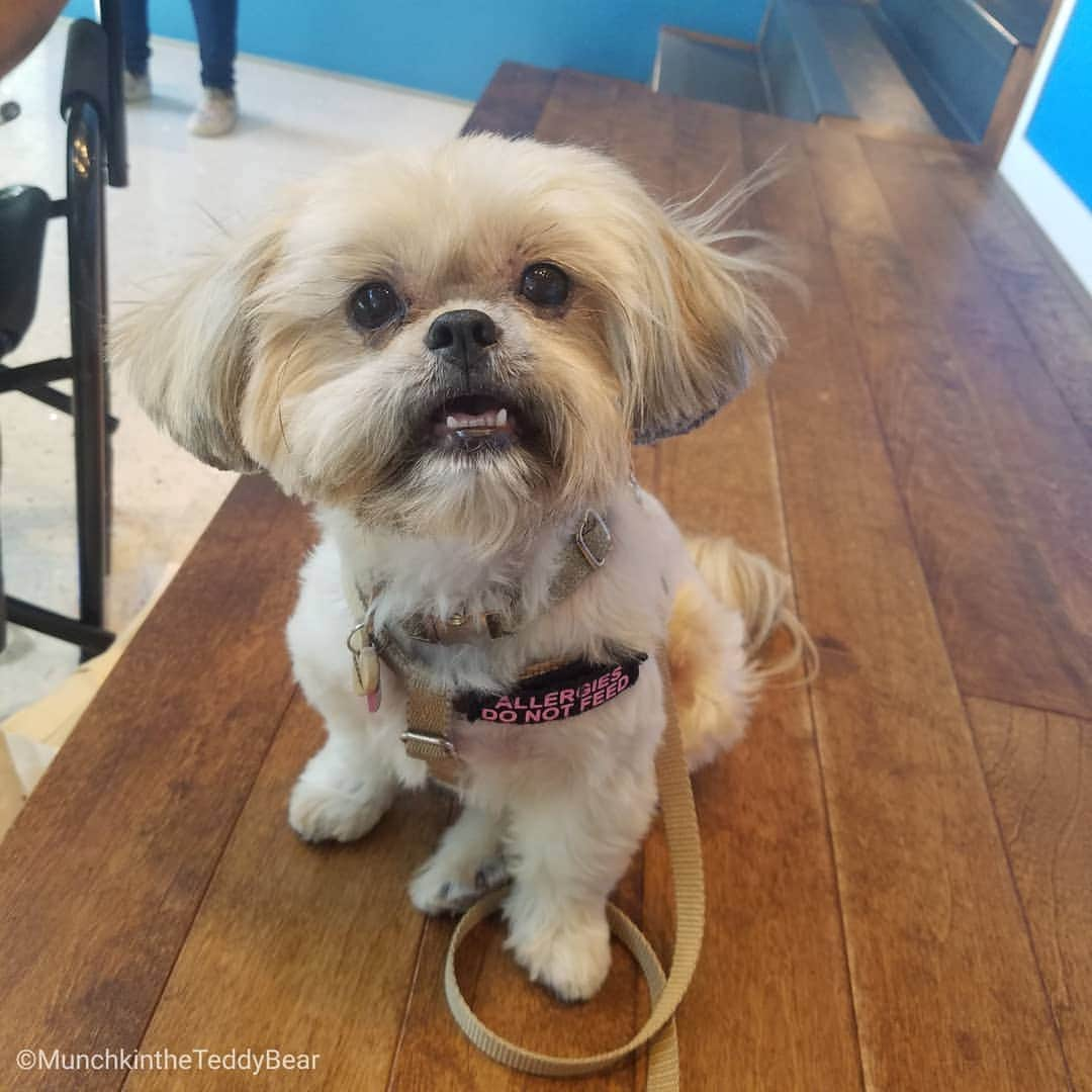 Original Teddy Bear Dogさんのインスタグラム写真 - (Original Teddy Bear DogInstagram)「I posed for a caricature, it looks just like me right? 😀 Swipe to see 🐶 #DOGust #NakeyMunchkin」8月11日 9時57分 - munchkintheteddybear