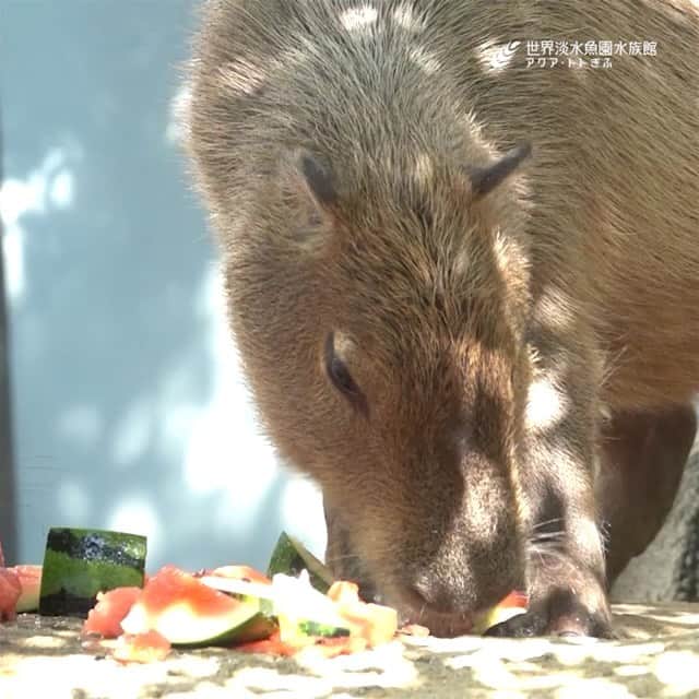 世界淡水魚園水族館 アクア・トト ぎふのインスタグラム：「カピバラにもスイカをプレゼント！ 8月18日まで毎日午後3時30分から実施しています。 #アクアトト #アクアトトぎふ #アクアトトは15周年 #カピバラ #スイカ大好き」