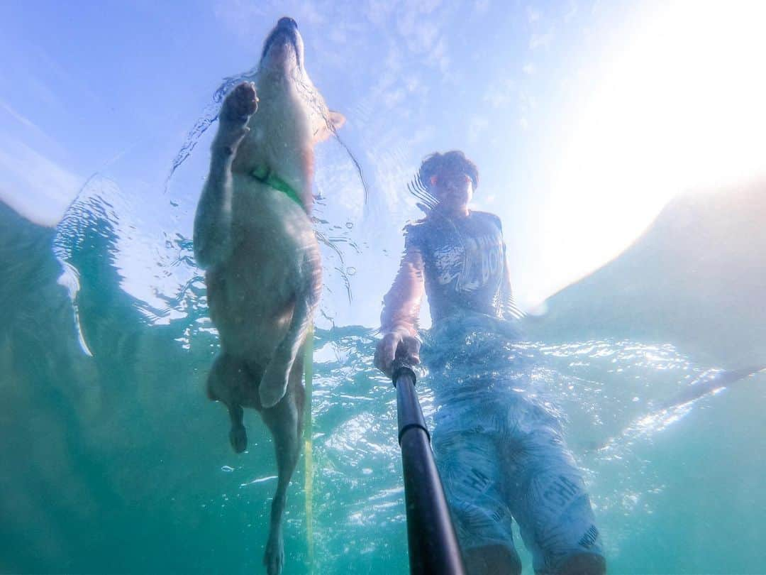 BlackRed shibasさんのインスタグラム写真 - (BlackRed shibasInstagram)「Good swimmer!  綺麗な海や川で遊びたい！ . . . #goprohero7 @gopro @goprojp . . . #GoProJP #neneandmusashi2019 #GoPro #ゴープロ #shiba #shibinu #柴犬 #しばいぬ #japan #gopropets #lovely #cute #goprodog #goproのある生活 #happy #goprodog #gopropets #otvadventures #besomedoggy #doggo #goprodogsquad #capturedifferent #柴犬ライフ #gopro7 #goprohero7black #sea #海」8月11日 10時15分 - black_red_jp