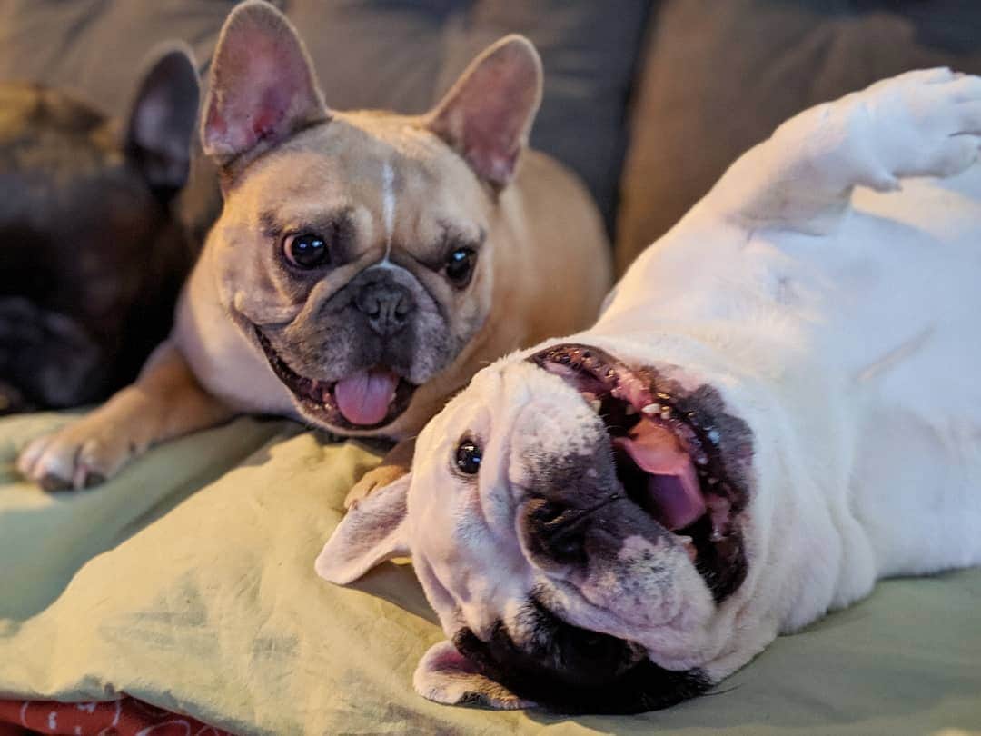 Manny The Frenchieのインスタグラム：「Get friends that'll be weird with you! 🤪」