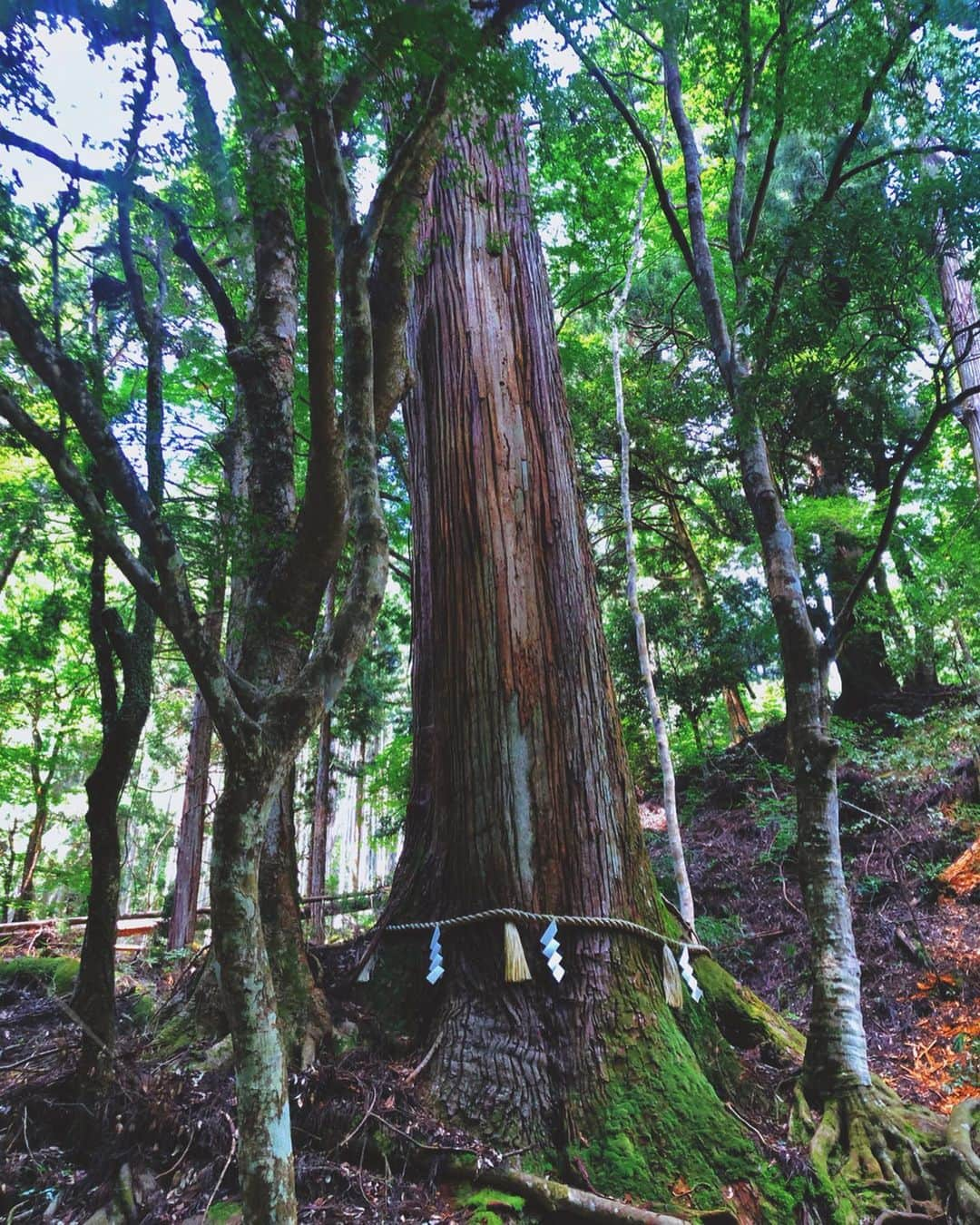 ケリーさんのインスタグラム写真 - (ケリーInstagram)「京都の美しいパワースポット貴船神社⛩ ・ 貴船神社にお参りに来たのは これで3回目です☺️ ・ 貴船周辺に到着すると空気も一変。 自然と穏やかな気持ちにさせてくれます。 ・ 京都の夏は非常に暑くて有名ですが、 貴船神社の一帯は自然豊かで夏でも少し肌寒く、 ひんやりとした空気が感じられます☺️🍃🌿 ・ 貴船神社を訪れたら、 水占いに挑戦してみて下さい！ 水占いの専用の紙を自分で選んで、 水占い専用の池、水占齋庭（みずうらゆにわ）に 紙を浸すと文字が浮かび上がってきます。 ・ 今回はやってみました！大吉が出ました！ 良く当たると有名らしいです😊🙏 ・ アクセスが少し大変かもしれませんが、 京都を訪れるなら必ず訪れてほしい、 自然に囲まれた美しいスポットです。 ・ 京都に来る予定がある方は是非、 貴船神社へ行ってみて下さい☺️🙏🍃 ・ #kyoto#japan#travel#trip#summer #京都#美しい#パワースポット#貴船神社」8月11日 10時30分 - kellymisawa