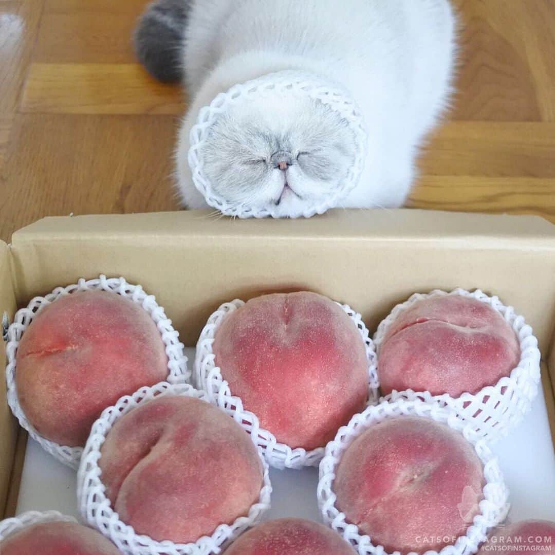 Cats of Instagramさんのインスタグラム写真 - (Cats of InstagramInstagram)「From @nikoandpoko: “Which peach looks delicious?🍑🍑🍑😪🍑” #catsofinstagram」8月11日 10時57分 - cats_of_instagram