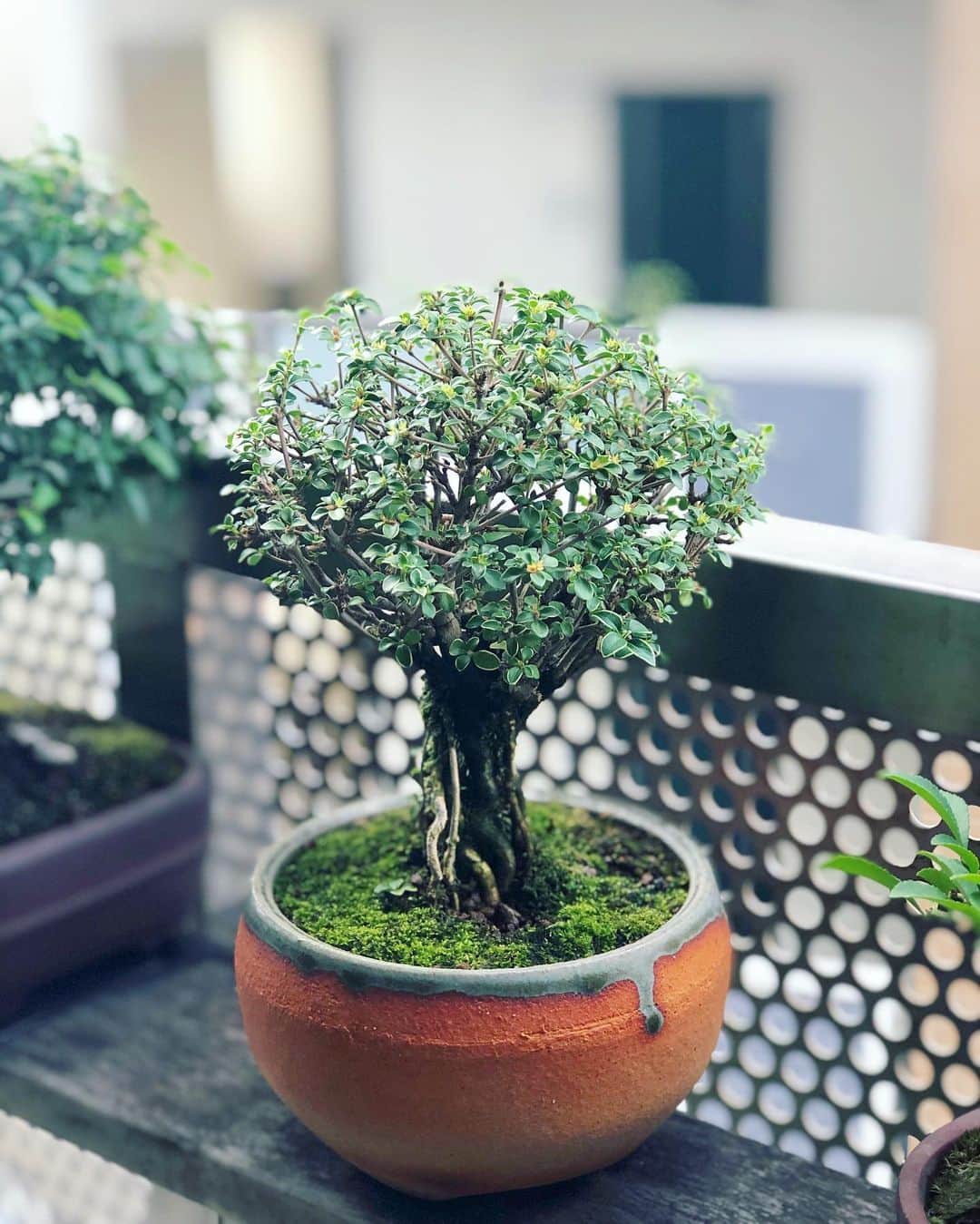 金成公信のインスタグラム：「#盆栽 #bonsai #bonsaijapan #japanesebonsai #wabisabi #bonsailovers #bonsailife #bonsaitree #bonsaiart #bonsaigram #bonsaiworld #plants #tree #greenlife #greenlifestyle」