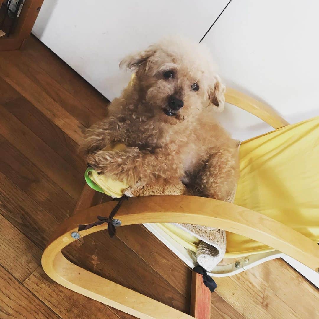 日暮愛葉さんのインスタグラム写真 - (日暮愛葉Instagram)「寂しくなったのでチョコと両親に会いに。 #choco #実家の愛犬チョコ  #チョコ #トイプードル #toypoodle #トイプー」8月11日 11時21分 - aiha_higurashi