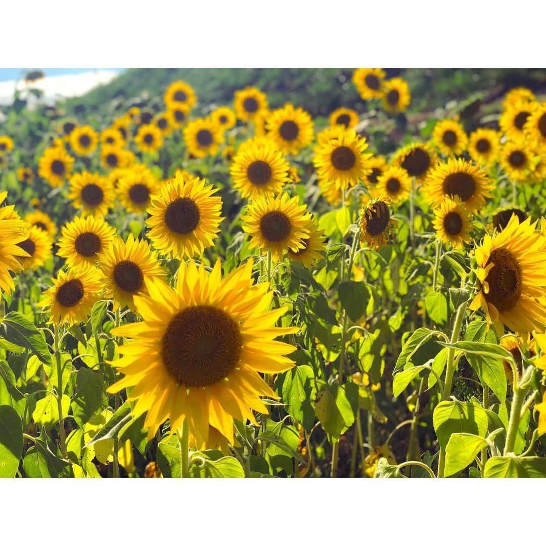 渡辺知夏子さんのインスタグラム写真 - (渡辺知夏子Instagram)「ひまわり綺麗に咲いてました😊 夏生まれだから❓ お誕生日にはひまわりもらう事が多い🌻お誕生日じゃなくても、ひまわりもらう事が多い笑🌻 イエローって明るくていいよね✨ ▼o'ᆺ'o▼⚡も黄色だし、意外に黄色好きっ🌻🌻🌻🌻🌻🌻 白タンク着たくなった、猛暑🌞 赤い日傘持って塩むすび食べたら画的には完璧だったなー笑🎨🍙 #猛暑 #夏休み #sunflower  #茨城  #北杜市明野ひまわり畑  #富士山 #南アルプス #ひまわり畑 #ひまわりの里 #あけのひまわりフェスティバル  #先月お誕生日気がついてくれた人ありがとうございます」8月11日 12時04分 - chikako_724