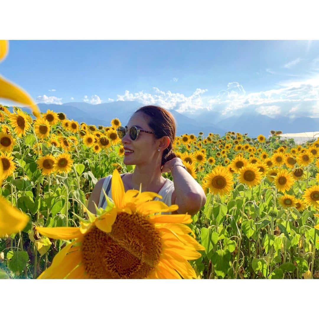 渡辺知夏子さんのインスタグラム写真 - (渡辺知夏子Instagram)「ひまわり綺麗に咲いてました😊 夏生まれだから❓ お誕生日にはひまわりもらう事が多い🌻お誕生日じゃなくても、ひまわりもらう事が多い笑🌻 イエローって明るくていいよね✨ ▼o'ᆺ'o▼⚡も黄色だし、意外に黄色好きっ🌻🌻🌻🌻🌻🌻 白タンク着たくなった、猛暑🌞 赤い日傘持って塩むすび食べたら画的には完璧だったなー笑🎨🍙 #猛暑 #夏休み #sunflower  #茨城  #北杜市明野ひまわり畑  #富士山 #南アルプス #ひまわり畑 #ひまわりの里 #あけのひまわりフェスティバル  #先月お誕生日気がついてくれた人ありがとうございます」8月11日 12時04分 - chikako_724