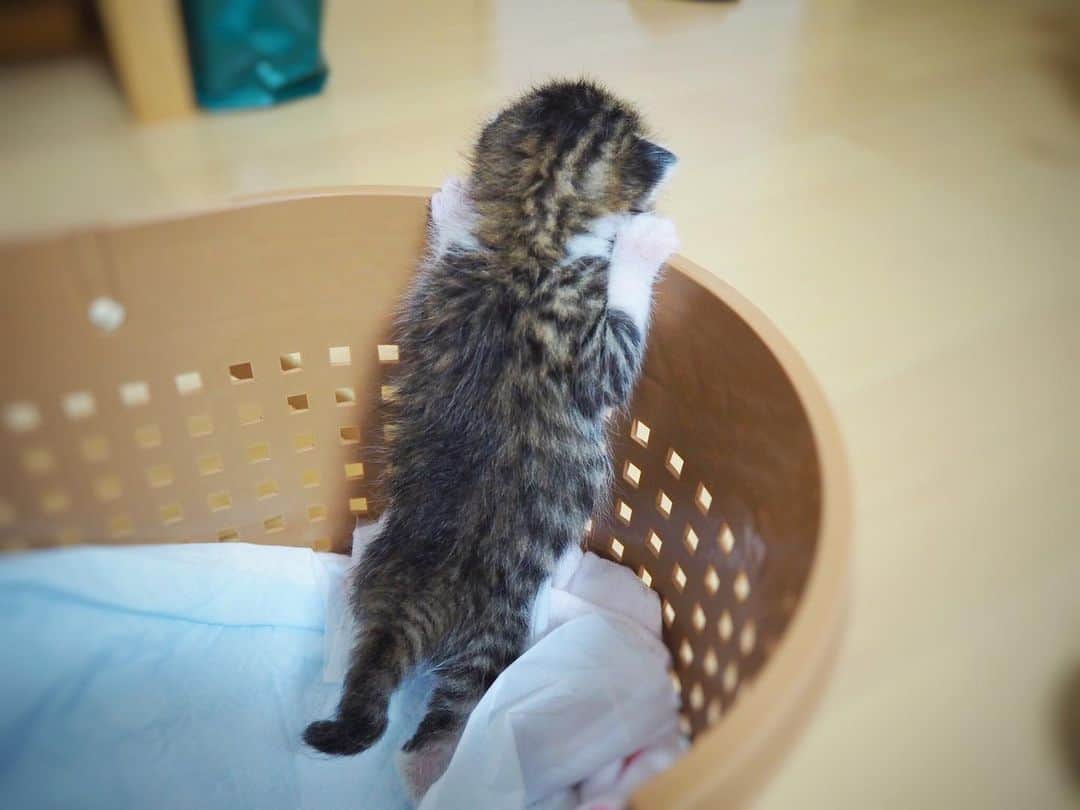 のインスタグラム：「おちびさん😆❤️ #neko_magazine #ねこ #猫 #ネコ #catstagram #cat #ねこマガジン #NEKONOBA」