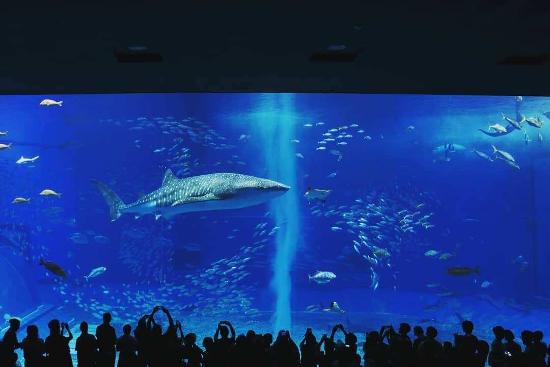 栁川かおりさんのインスタグラム写真 - (栁川かおりInstagram)「*whale shark * 想像以上に大きかった#ジンベイザメ  子どもたち以上に必死にカメラを向けてたりして。 * #美ら海水族館 #沖縄 #okinawa」8月11日 12時23分 - kaori_yanagawa