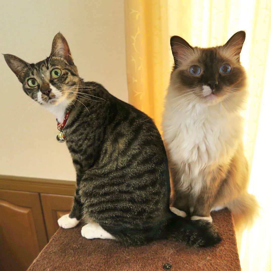 takegaeruのインスタグラム：「干しカマ待ちのおふたりさん #cat #猫 #ragdoll #ラグドール #ホワイトポッチーズ #よもねこ #よもぎねこ #キジトラ #きじとら」
