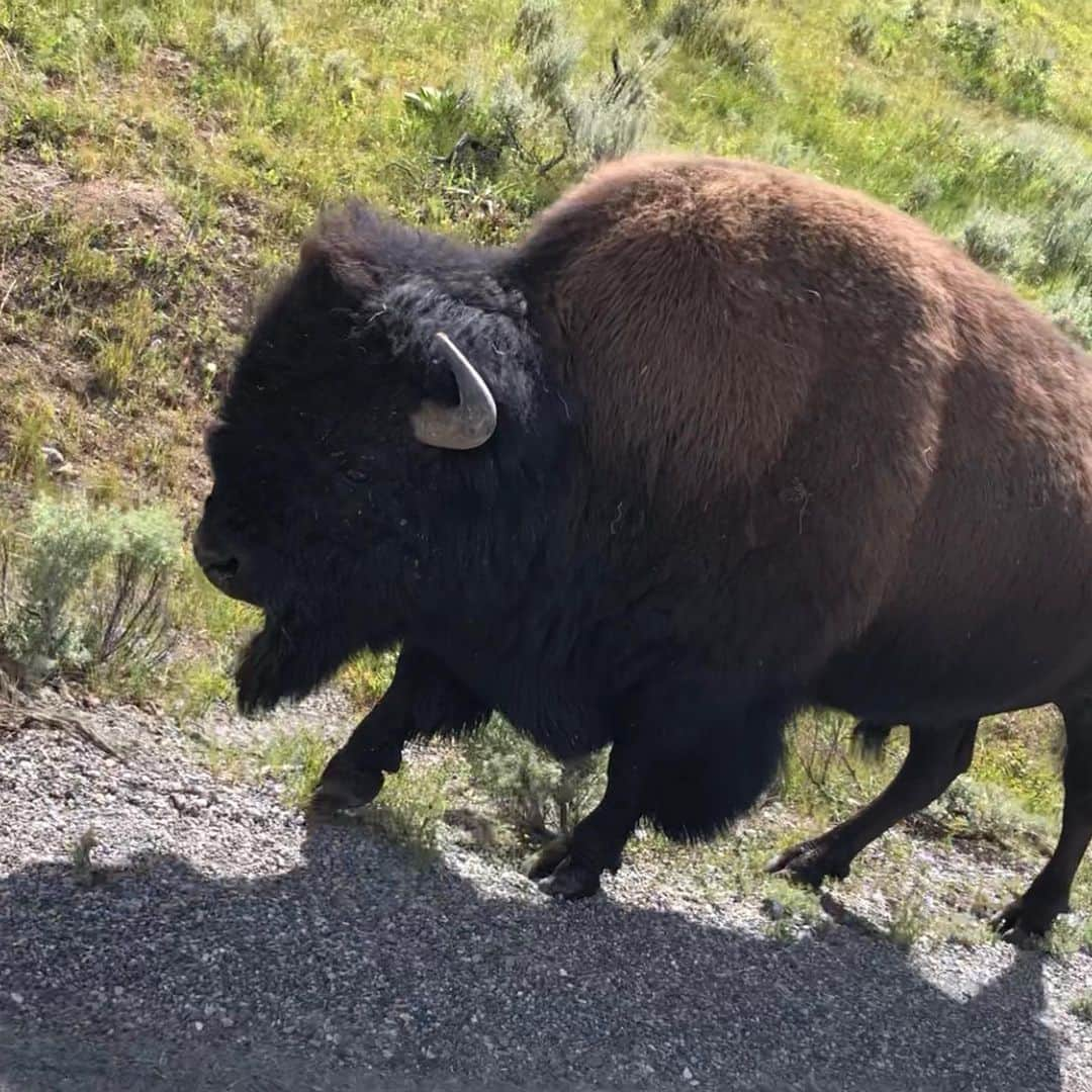 ホリー・ホルムさんのインスタグラム写真 - (ホリー・ホルムInstagram)「Well, I was in the middle of taking this selfie..... scroll left ;) The bison definitely are on the road a lot there... but they are grazing... just passing by etc... just let them be as we are in their territory... but never seen them comin like that. Was so awesome! #ynp #yellowstonenationalpark also.... turn on the volume so you can hear them in both videos. 😊 oh and there was also a bear... and a waterfall... and some antelope ... and so many more pictures but impossible to share them all!」8月11日 13時13分 - hollyholm