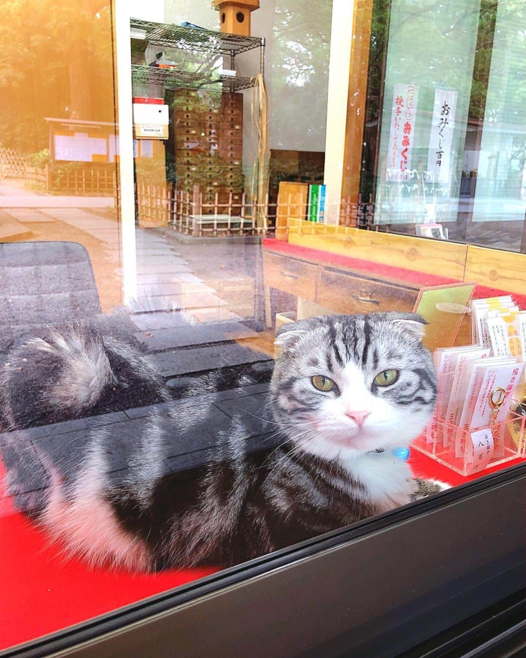 のインスタグラム：「いた💗  #ilovecat #cat #gatto #猫 #神社の猫」