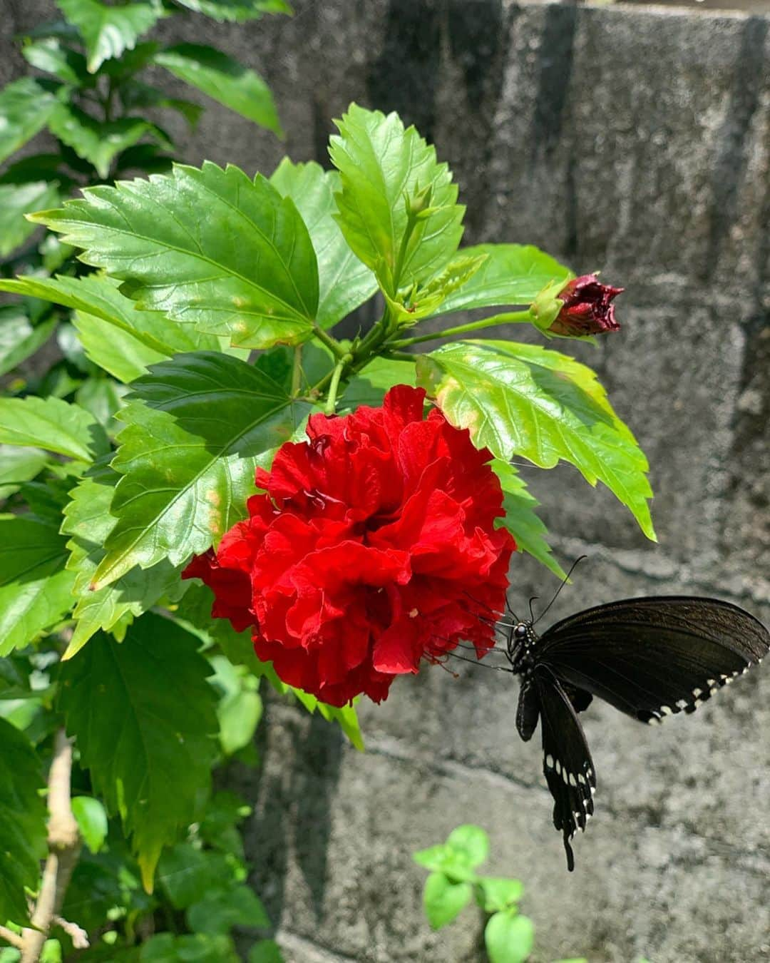 岡副麻希さんのインスタグラム写真 - (岡副麻希Instagram)「🌺 なんだかいいことありそうな とっても珍しいショット😆🌴🌺🍉 #八重ハイビスカス #黒アゲハ #iPhonexs #2019夏」8月11日 13時46分 - maki_okazoe_official