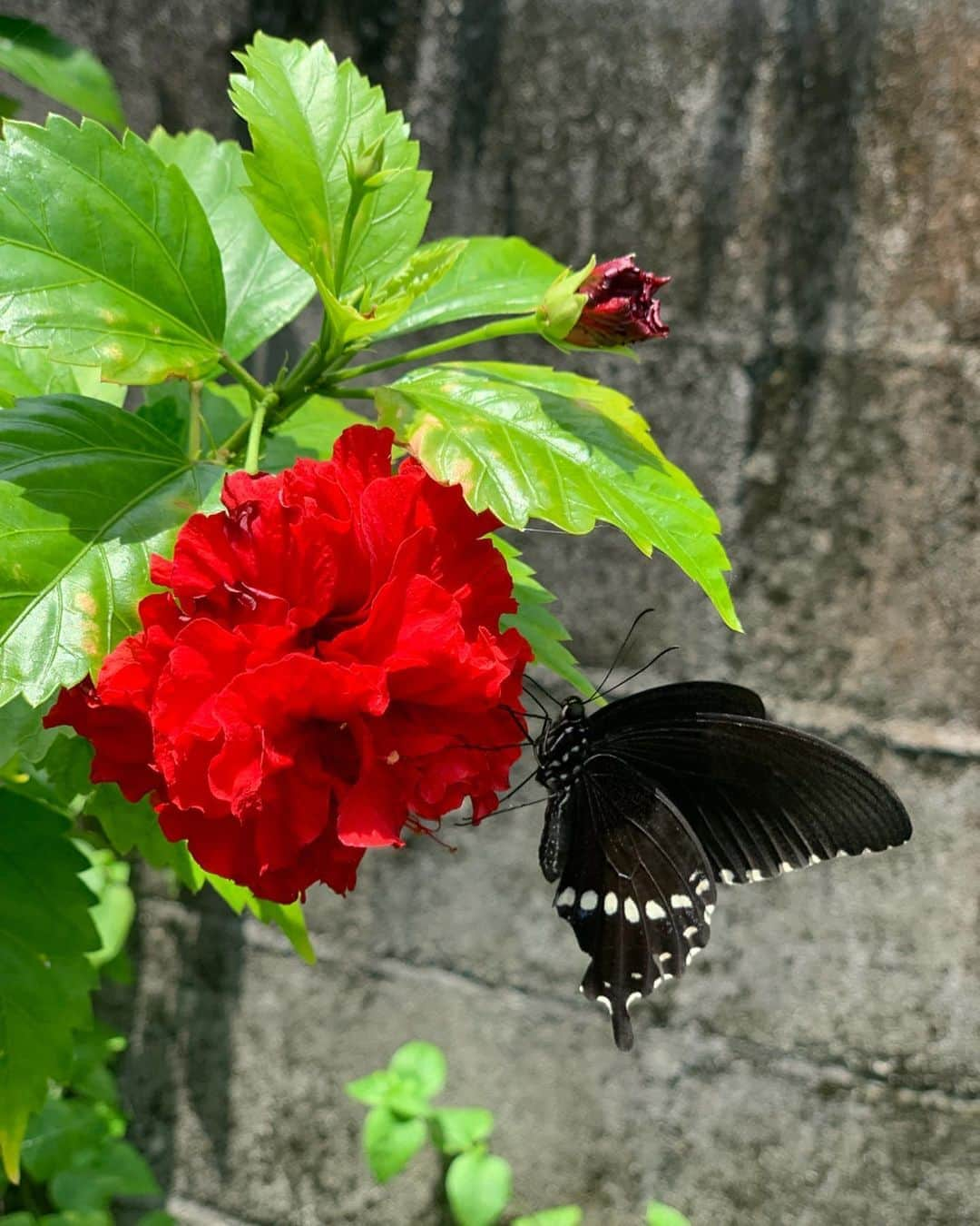 岡副麻希さんのインスタグラム写真 - (岡副麻希Instagram)「🌺 なんだかいいことありそうな とっても珍しいショット😆🌴🌺🍉 #八重ハイビスカス #黒アゲハ #iPhonexs #2019夏」8月11日 13時46分 - maki_okazoe_official