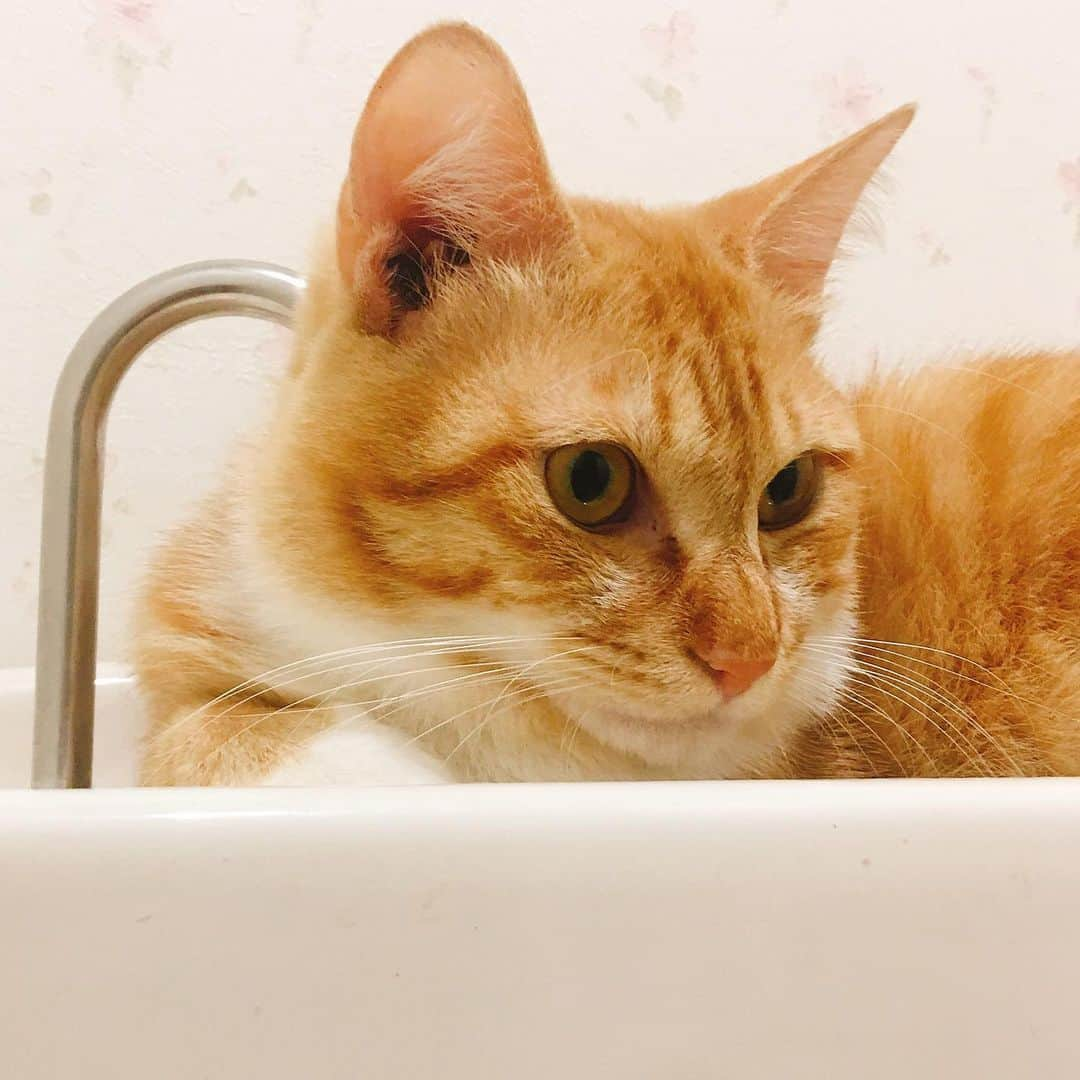 金巻ともこさんのインスタグラム写真 - (金巻ともこInstagram)「相変わらずのトイレ好き #kurohakuchai #tabby #orangetabby #cat #猫 #茶トラ #トイレチャイ」8月11日 14時01分 - tomotomoco