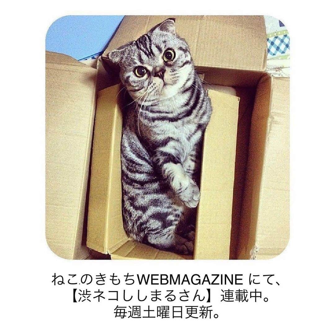 Shishi-maruさんのインスタグラム写真 - (Shishi-maruInstagram)「🐱ねこのきもちWEBMAGAZINE にて、猫エッセイが更新されました。今回は渋さの秘密？のお話です。【渋ネコししまるさん】#7 ｜ねこのきもちWEB MAGAZINE https://cat.benesse.ne.jp/lovecat/content/?id=46428 ーーーーーーーーーーー 📕「ぷっちねこ。」「3匹のちいさな猫を召喚できたなら」「ちいさな猫を召喚できたなら」徳間書店より単行本発売中 ーーーーーーーーーーー ⭐︎ねこ漫画を描いています→@tacos_cat 🐱公式→@chiisanacat 🌺Twitter →@taco_emonemon ーーーーーーーーーーー」8月11日 13時54分 - emonemon