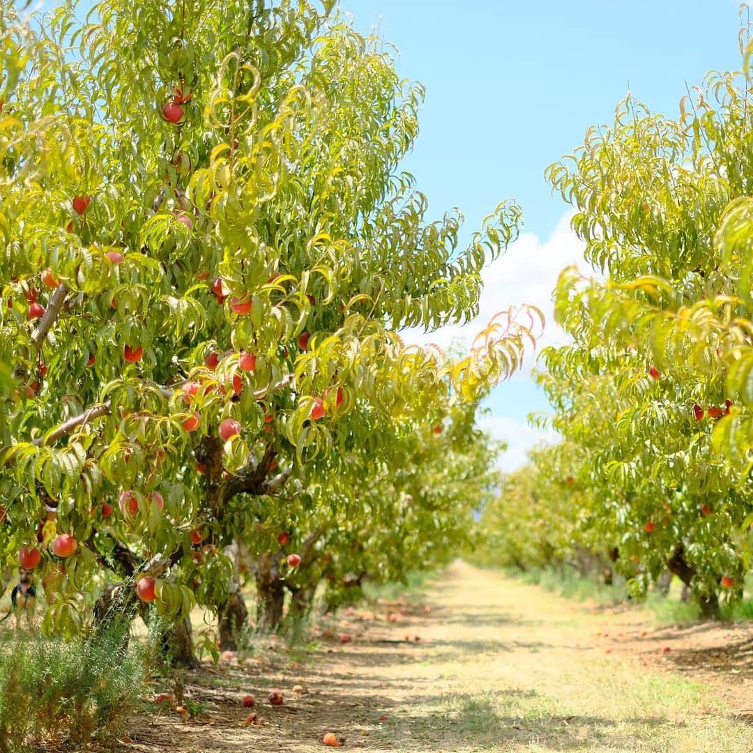 のインスタグラム：「#Peach U-Picking. #🍑 #Brentwood #FruitPicking #Orchard #Summer #California」