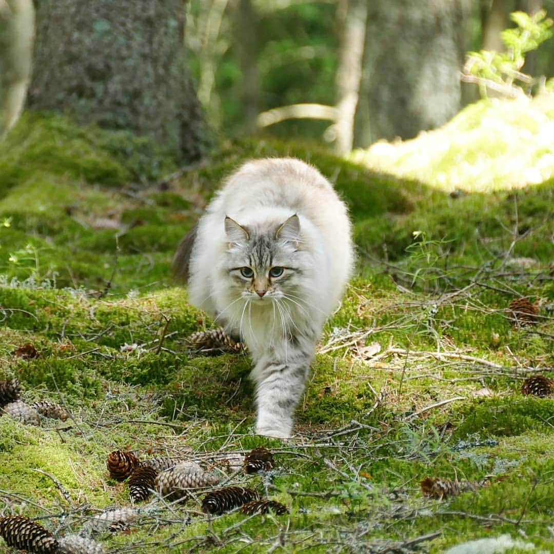 Floraさんのインスタグラム写真 - (FloraInstagram)「Time for a sunday funday! #cats_of_instagram #kattunge #dailyfluff #bestanimal #excellent_cats #katter #bestcats_oftheworld #igcutest_animals #cat_features #cutepetclub #fluffypack #katt #bestmeow  #weeklyfluff #meow #AnimalAddicts #kittycat #cat #cats #kitten #kittens #kawaii #instacat #calico #neko #winter #snow #2019 #sibiriskkatt #siberiancat」8月11日 13時58分 - fantasticflora