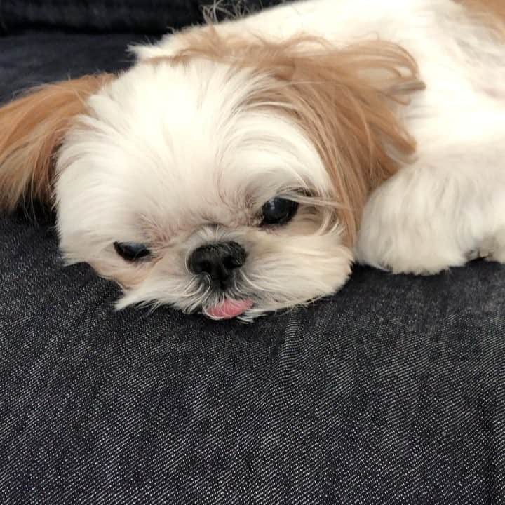 いりこのインスタグラム：「うとうと💤 眠すぎて2枚目の顔🤣」