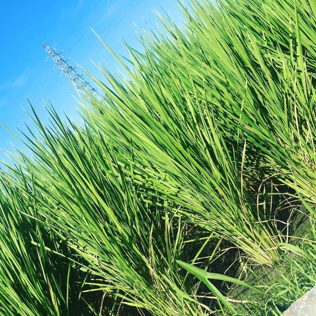 宮田麺児さんのインスタグラム写真 - (宮田麺児Instagram)「灼熱地獄の草むしり 稲のふりした稗を鎌で刈る。  #田植え#草刈り#雑草#農業#山田錦#日本酒#稲#稗#猛暑」8月11日 14時41分 - miyatamenji