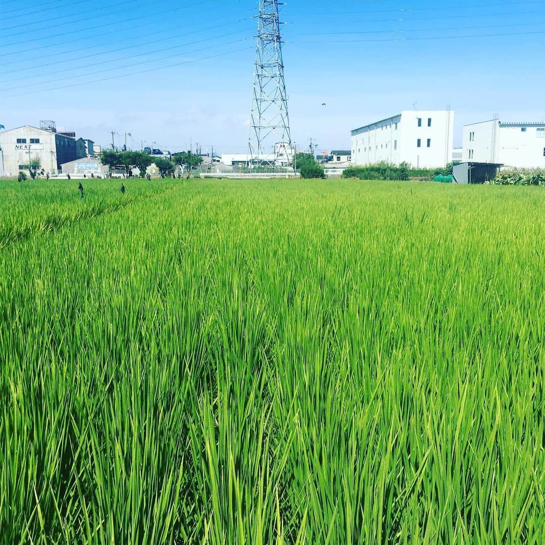 宮田麺児さんのインスタグラム写真 - (宮田麺児Instagram)「灼熱地獄の草むしり 稲のふりした稗を鎌で刈る。  #田植え#草刈り#雑草#農業#山田錦#日本酒#稲#稗#猛暑」8月11日 14時41分 - miyatamenji