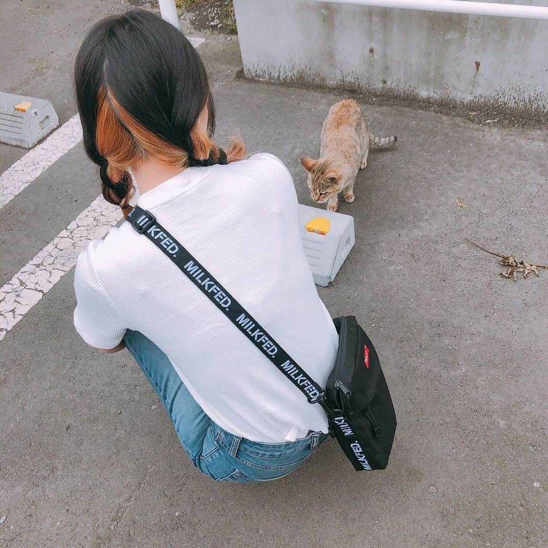 本田みくさんのインスタグラム写真 - (本田みくInstagram)「ぬっこ！！！！！！ 野良ぬこいた可愛ええ～～～！ . . .  #猫 #野良猫 #野良 #cats_of_instagram #catlovers  #cat #ぬこ #ねこ」8月11日 14時53分 - hondamiku