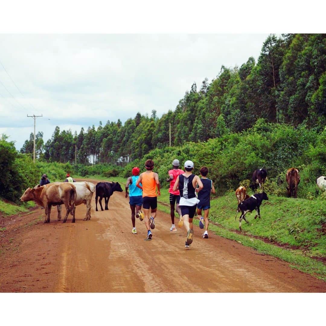 神野大地さんのインスタグラム写真 - (神野大地Instagram)「頑張って走ってるんだからちょっとぐらい興味示してくれよ、牛さん🐂🐃 #ケニア合宿」8月11日 14時52分 - daichi_0913