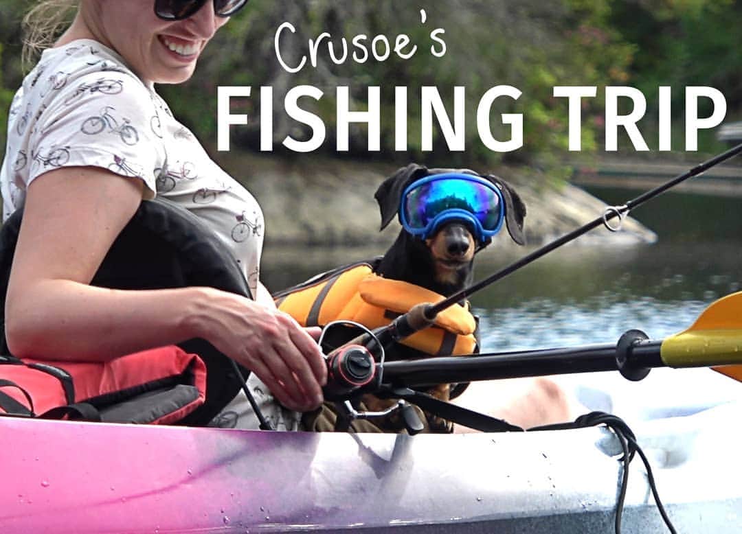Crusoe the Celebrity Dachshundさんのインスタグラム写真 - (Crusoe the Celebrity DachshundInstagram)「"Before my new sister Daphne arrived, Mum and Dad wanted to take me on a special getaway just the three of us, so we went on a fishing trip to our own private cabin on our own private LAKE! Watch the video via link in profile!" ~ Crusoe」8月12日 0時48分 - crusoe_dachshund