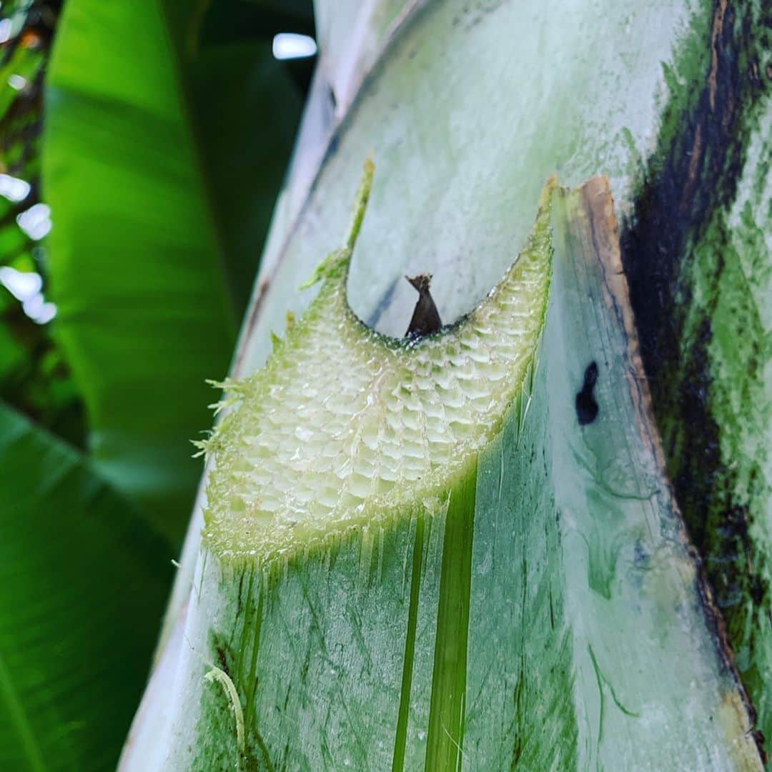 齊藤美絵さんのインスタグラム写真 - (齊藤美絵Instagram)「バナナの茎に種を撒く？！ 先月のことですが、 seedingをしました。 試したのは、 2種類のポットとバナナの茎！  バナナの茎は良質なミネラルを含んだ水分がたっぷりあるので、 そこに種を蒔いて、芽が出てきたら、茎もそのまま自然に還っていくから地球にも優しいと🌏  なるほど🍀  バナナの茎の中、 初めてみました！！！ こんなに水分を蓄えているなんてと驚きでした🍌✨ 色々実験してみています。 その後の様子はまた改めて。  #maui #マウイ #liveontheearth #地球に寄り添った暮らし方 #seeding #farm #liveonthefarmproject #banana #bananastem #sustainable #sustainablefarming #seedinginthebananastem #childcare #育児  #3yearsold #mauinokaoi  #Hawaii #aloha #livewelllovemuchlaughoften #howtobeawesometoday  #フードマエストロ #foodmaestro  #ナチュラルビューティスタイリスト #ツタエルヒト。」8月12日 1時33分 - saitomie