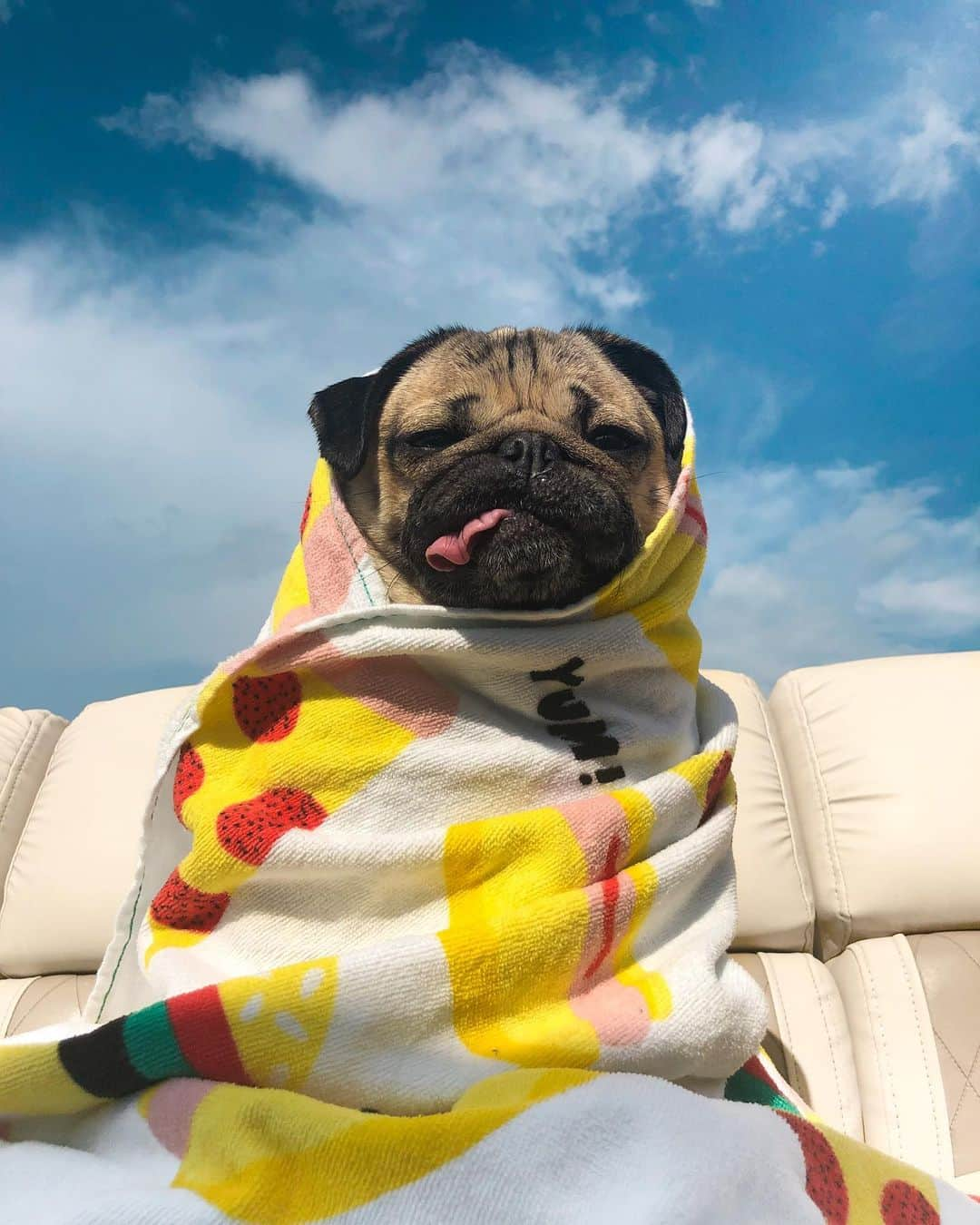 itsdougthepugさんのインスタグラム写真 - (itsdougthepugInstagram)「“‪Hot Pug Summer” -Doug」8月12日 1時35分 - itsdougthepug