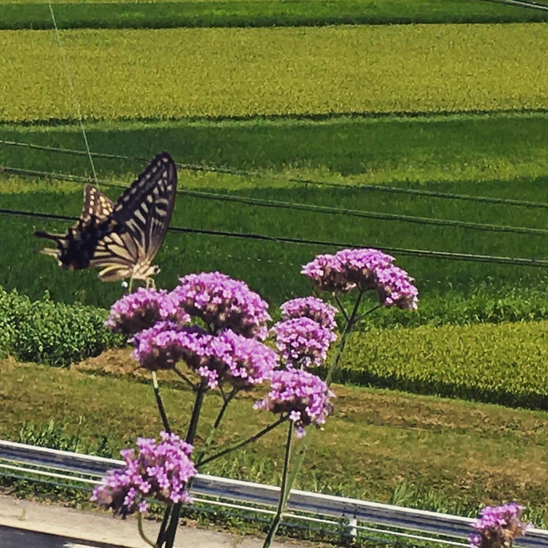 工藤村正のインスタグラム：「甲賀忍者の里の田畑山中は季節の流れを自然の中に表現してくれる😊 その暑さと湿気に日本人には確固としてある「忍耐」これは西洋には余り見ることの出来ない独特の国民性だろう…それでも好きなのです😅💦😊❤️」