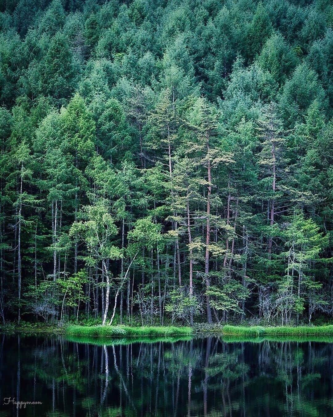 ?長野県 観光 公式インスタグラム さんのインスタグラム写真 - (?長野県 観光 公式インスタグラム Instagram)「//﻿ Photo by @happymoon_s﻿ ﻿ Mishaka Pond—One of Nagano’s Beautiful Scenes﻿ (Chino City)﻿ ﻿ In 1982, when the artist Kaii Higashiyama released a painting depicting Mishaka Pond entitled, “Midori Hibiku,” this unassuming spot in Tateshima suddenly came to fame.﻿ ﻿ To this day, the brilliant colors of the trees reflecting in the still waters of Mishaka Pond continue to fascinate all who visit.﻿ ﻿ *The Nagano Prefectural Shinano Art Museum Higashiyama Kaii Gallery will have its renewal opening on October 5th, 2019. For more information, please see the museum’s official website.﻿ ﻿ ﻿ ============﻿ ﻿ ﻿ 美しい信州の風景﻿ 「御射鹿池（みしゃかいけ）」﻿ ＠茅野市﻿ ﻿ 画家「東山魁夷」が1982年に﻿ 発表した御射鹿池を描いた「緑響く」﻿ 蓼科の何気ない一つの風景が﻿ こんなにも有名になりました🍃﻿ ﻿ 静かな水面に映し出される﻿ 四季折々の木々の豊かな色彩は﻿ 今なお訪れる人を魅了し続けます🎨﻿ ﻿ ﻿ ※改装中のため休館していた長野県信濃美術館東山魁夷館（長野市）は2019年10月5日にリニューアルオープンいたします。詳しくは美術館の公式ウェブサイトを御覧ください。﻿ ﻿ ＿＿＿＿＿＿＿＿＿﻿ ﻿ Location /Chino City, Nagano, Japan ﻿ ﻿ #長野のいいところ #御射鹿池 #茅野市﻿」8月11日 16時57分 - nagano_japan