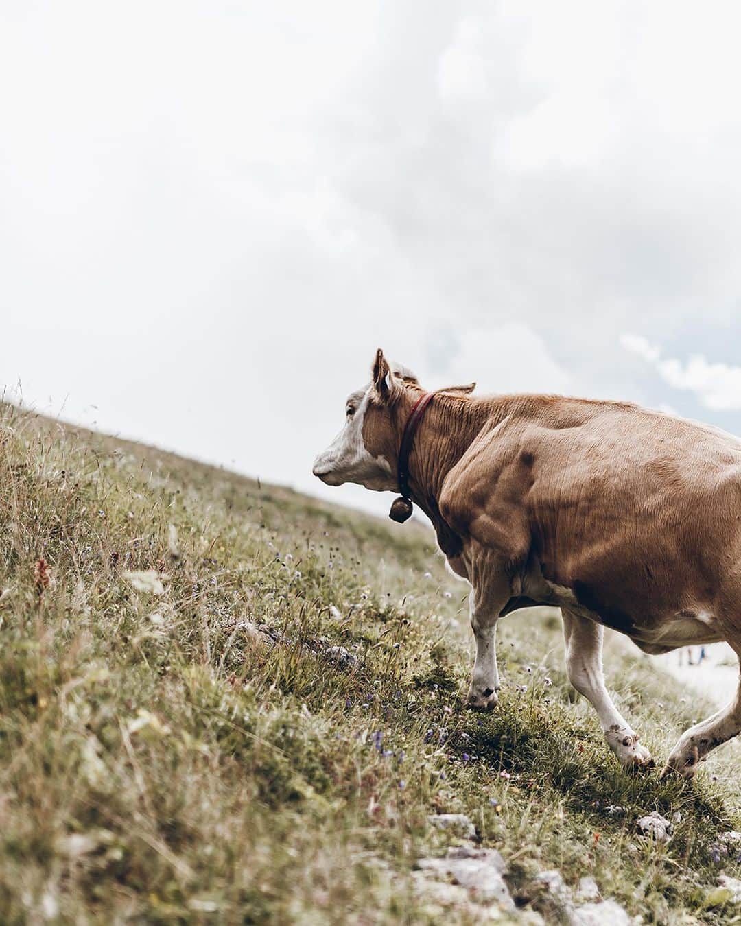 ジャクリーン・ミクタさんのインスタグラム写真 - (ジャクリーン・ミクタInstagram)「Ok last nature pic ⛰ Walking around the Schafberg top and meeting some cows on the way 🐮 Happy Sunday! #mikutatravels」8月11日 17時09分 - mikutas