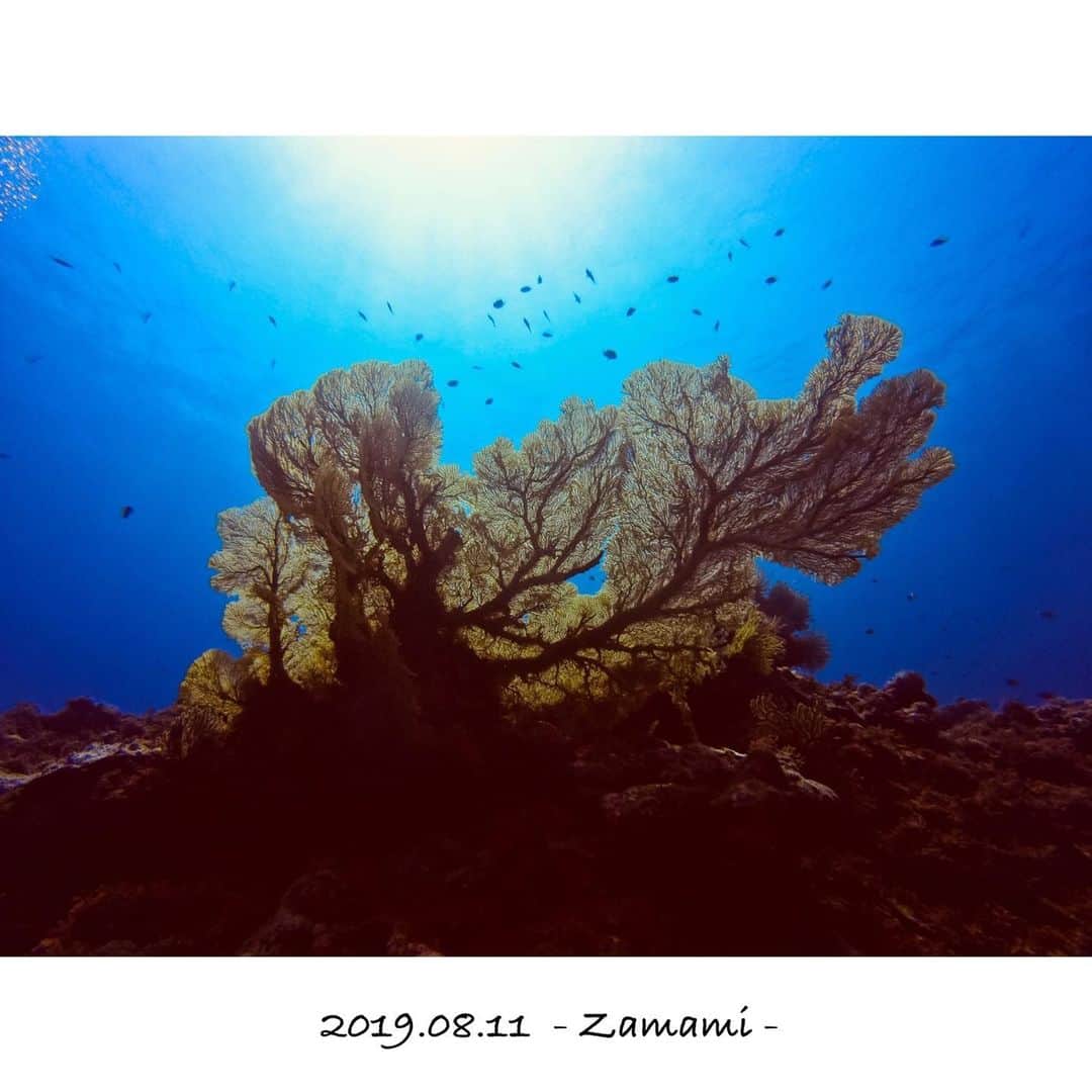 井澤エイミーのインスタグラム：「台風一過の海は格別でした☺︎ #沖縄 #座間味 #ダイビング  #慶良間 #慶良間ブルー #自分で撮ったって信じ難い完成度 #ポストカードみたい #誰か買いますか #ゴープロ大先生 #ゴープロのある生活 #イソバナ #ダイビング女子 #リヴァイアサン #scubadivinggirls #scubadiving #scubababes #okinawa #kerama #goprohero7」