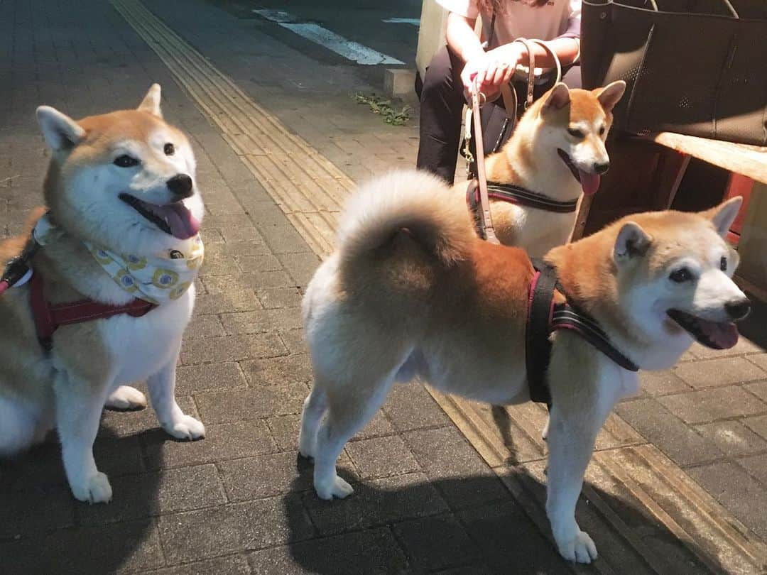 てんパパのグルメインスタ