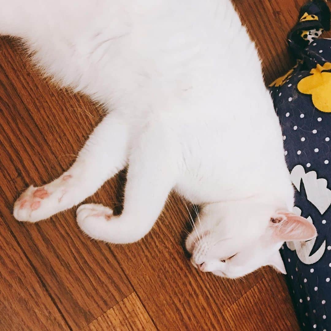 金巻ともこさんのインスタグラム写真 - (金巻ともこInstagram)「夏の猫はぐったりしがち #kurohakuchai #cat #猫 #白猫 #whitecat」8月11日 17時24分 - tomotomoco