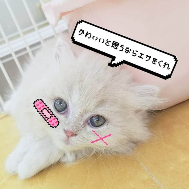 マンチカン(munchkin)キャットファーム大谷さんのインスタグラム写真 - (マンチカン(munchkin)キャットファーム大谷Instagram)「#キャットファーム大谷#まんちかん#マンチカン#ネコ#こねこ#にゃんこ#猫ちゃん#ねこ部#ニャンスタグラム#猫#ねこ#子猫#モフモフ#モフモフねこ#ミヌエット#短足#ねこすたぐらむ#愛猫#かわいい#ふわもこ部#猫のいる暮らし#マンチカンブリーダー#ミヌエットブリーダー#cat#catsgram #catsofinstagram#instacat#picneko」8月11日 17時27分 - roytar222