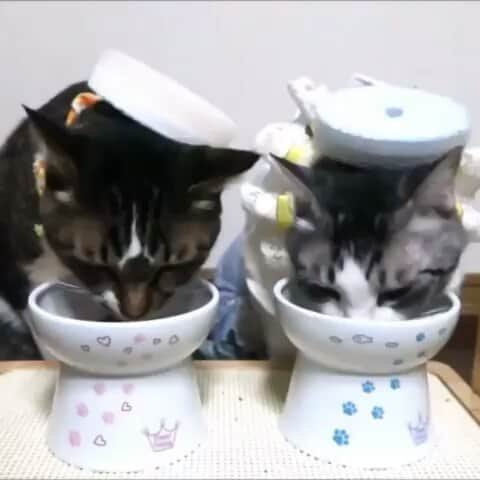 猫壱（ねこいち•ネコイチ）のインスタグラム