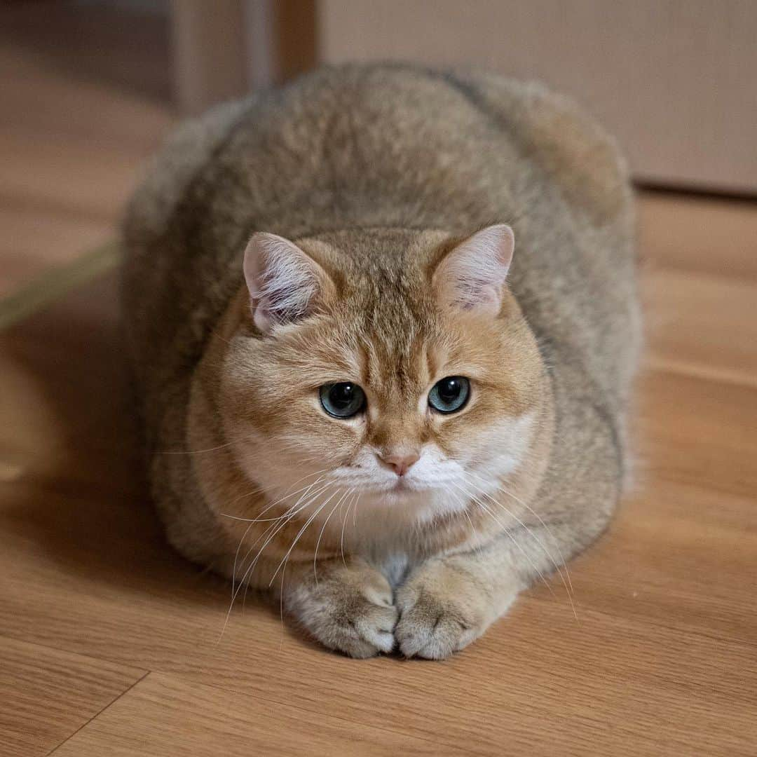 Hosicoさんのインスタグラム写真 - (HosicoInstagram)「Look at my paws 🙏🏻」8月11日 18時19分 - hosico_cat