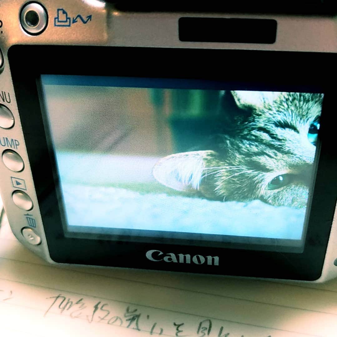 高口里純さんのインスタグラム写真 - (高口里純Instagram)「ネームが出来ない～😵お盆がすぐそこなのに！カメラ小僧してる場合じゃない！  #猫#キジトラ#ねこすたぐらむ #にゃんすたぐらむ #一眼レフ  #cat#kitty#pet#camera#canon#eoskissm」8月11日 18時43分 - takaguchijay