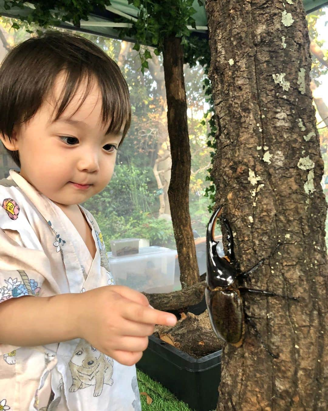 石塚錬さんのインスタグラム写真 - (石塚錬Instagram)「. 👦💬「ボクの夏休みはカブトムシさんざんまい🥳💓🐗 みなさんいかがお過ごしですか😆🌻❓」 . 1:はじめてのヘラクレスオオカブトさん😎 2:カブトムシさんが飛び回ってみんなビックリ🦇💨 @大江戸温泉 3:いつのまにかカブトムシさんを持てるようになっていて、余裕のダンス🕺🆗 @大昆虫展 . 👦💬「My summer vacation is with beetles🥳💓🐗. How are you all😆🌻❓」 1:My first Hercules Beetle😎 2:Everyone was surprised that beetles flew around🦇💨 3:Ren can have a beetle and beetle dance🕺🆗 . #石塚錬 #成長日記 #カブトムシ #beetle #딱정벌레 #甲虫 #ด้วง #ヘラクレスオオカブト #Herculesbeetle #夏休み #summervacation #大江戸温泉 #大昆虫展  #ishizukaren #renishizuka #이시즈카렌」8月11日 19時00分 - ishizuka_ren