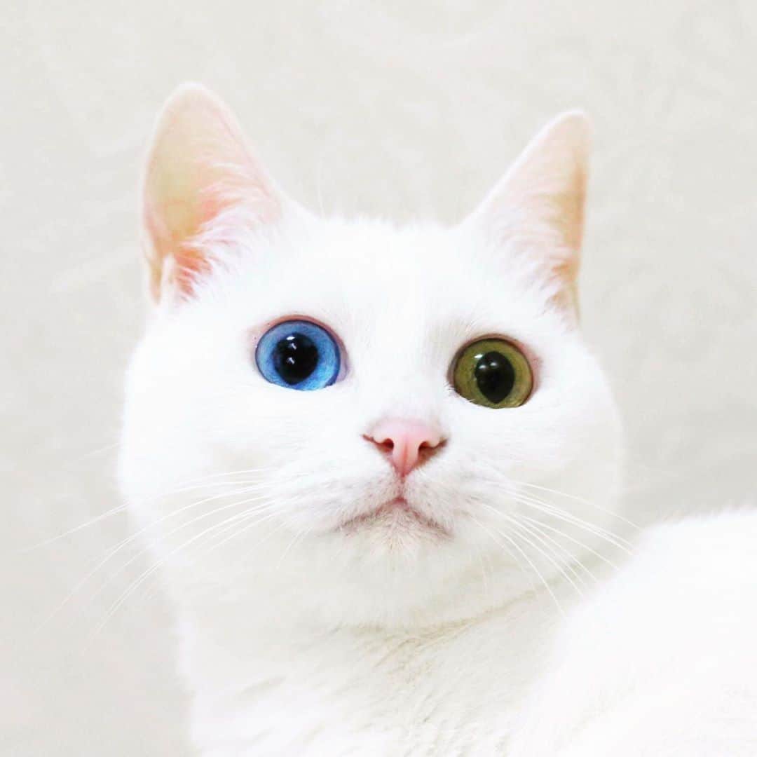 【公式】楽天ペット割のインスタグラム：「楽天市場のメンバーサービス【ペット割】です。 . photo: @sangoruka_catsお友だちの前でキンチョーしたにゃん。いつもと違う表情ですが、気に入った方は、「いいね」や「コメント」くださいにゃん！@sangoruka_cats様のインスタに素敵なお写真がいっぱいありますので、遊びに行きましょ♪ . ------------------------------------------- . #rakutenpet でのかわいいペット投稿& @rakuten_petwari のタグ付けも引き続き募集しています😊 . . #楽天ペット割 #楽天」