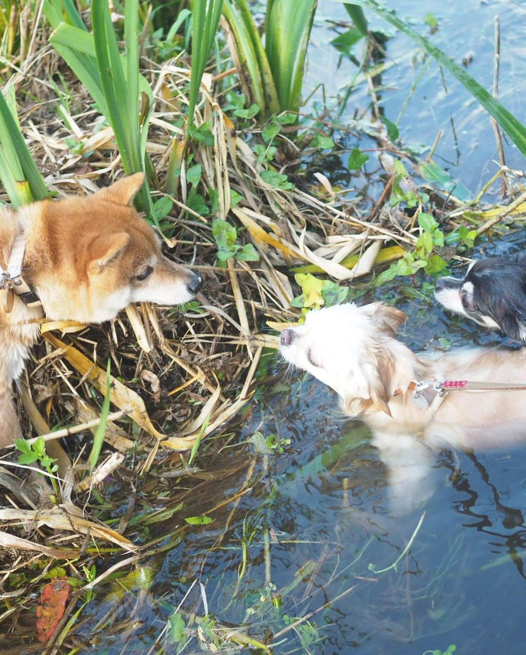 豆柴にこちゃんさんのインスタグラム写真 - (豆柴にこちゃんInstagram)「🐶 にこ家は空前の湧き水ブーム‼️ . 今日は #落合川いこいの水辺  に行ってきました✨ 暑い夏は湧き水で涼むべし。 . 偶然、家の外でノアソラちゃん @shiroma102 に遭遇した上に、 行き先が同じことがわかって、 一緒にいってきたよ✨ . 湧き水はやっぱり冷たくて気持ちいい🎐 エアかきかきもたくさん披露してくれました🐟 . たまたま昨日 #アド街 の東久留米特集で 1位になってて、平成の名水百選にも 選ばれたところらしい。 . まあまあ近くに住んでるのに 全然知らなかった！ . #柴犬#豆柴#pecoいぬ部#犬#わんこ#犬#ここ柴部#shibainu#dog#mameshiba#pecotv#dog#いぬのきもち部#しばいぬ#しばけん#こいぬ#シバイヌ#いぬ#イヌ#赤柴#マメシバ#ペット#日本犬#子犬#puppy#doggo#pet#시바견#강아지#개」8月11日 19時03分 - nikochan.mame48