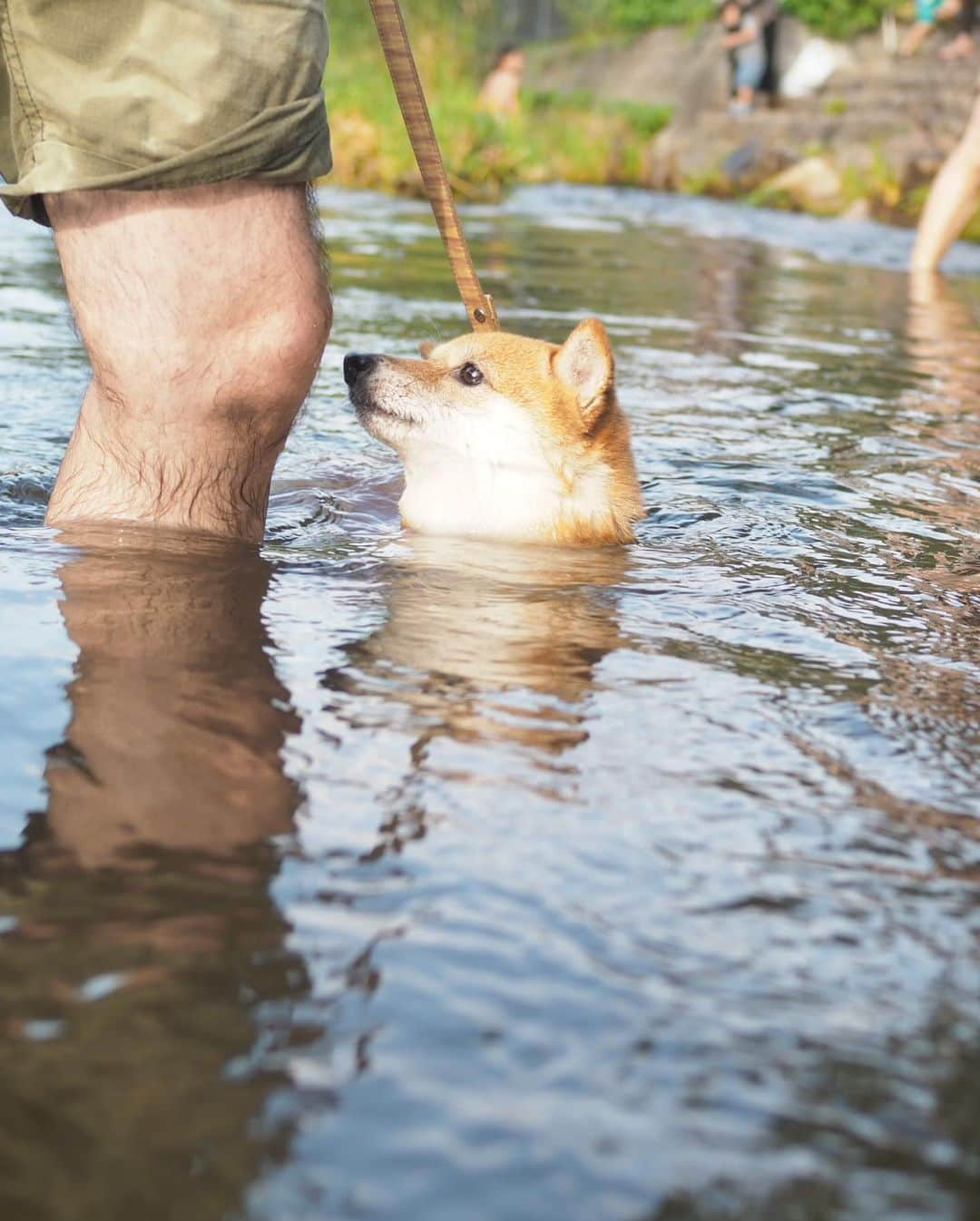 豆柴にこちゃんさんのインスタグラム写真 - (豆柴にこちゃんInstagram)「🐶 にこ家は空前の湧き水ブーム‼️ . 今日は #落合川いこいの水辺  に行ってきました✨ 暑い夏は湧き水で涼むべし。 . 偶然、家の外でノアソラちゃん @shiroma102 に遭遇した上に、 行き先が同じことがわかって、 一緒にいってきたよ✨ . 湧き水はやっぱり冷たくて気持ちいい🎐 エアかきかきもたくさん披露してくれました🐟 . たまたま昨日 #アド街 の東久留米特集で 1位になってて、平成の名水百選にも 選ばれたところらしい。 . まあまあ近くに住んでるのに 全然知らなかった！ . #柴犬#豆柴#pecoいぬ部#犬#わんこ#犬#ここ柴部#shibainu#dog#mameshiba#pecotv#dog#いぬのきもち部#しばいぬ#しばけん#こいぬ#シバイヌ#いぬ#イヌ#赤柴#マメシバ#ペット#日本犬#子犬#puppy#doggo#pet#시바견#강아지#개」8月11日 19時03分 - nikochan.mame48