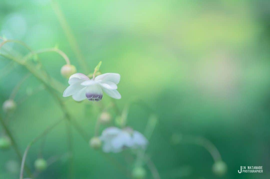 花の写真館さんのインスタグラム写真 - (花の写真館Instagram)「Photo by 渡部 仁.⠀ https://www.facebook.com/Jinsunsun⠀ .⠀ Original Post[投稿頂いたURL]⠀ https://www.facebook.com/photo.php?fbid=2926271694113534⠀ .⠀ 本アカウントは、 #私の花の写真 をつけてInstagramに投稿された皆さまの花の写真や、「花の写真館」Facebookページで投稿された花の写真を紹介します。⠀ 「花の写真館」Facebookページは、「 @floral.photograph 」のプロフィールにあるURLからご覧ください。⠀ .⠀ #花の写真館 #floralphotograph #floralphoto #flower #flowers #富士フイルム #FUJIFILM⠀ Follow: @floral.photograph」8月11日 19時30分 - floral.photograph