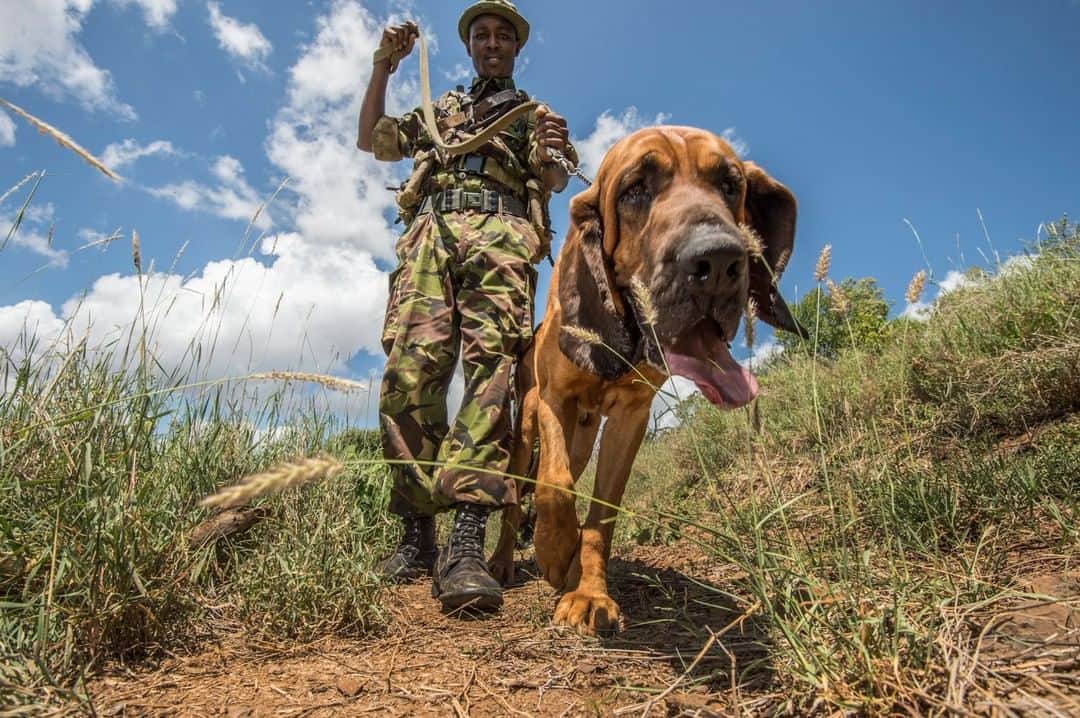 のインスタグラム：「Photo by Ami Vitale @amivitale | Ranger Achian practices tracking with Tipper the tracking dog. Achian has been a ranger on @lewa_wildlife for 13 years. His father was also a ranger on @lewa_wildlife, just like a number of others there. More often than not, we're confronted with heartbreaking stories of rampant poaching across Africa but rarely do we hear about conservation success stories. I'd like to share the incredible work of the @lewa_wildlife anti-poaching team, which has successfully protected their booming rhino population from poaching for over six years, proving that it's indeed possible to win the war against wildlife crime. These hard-working and passionate rangers have discovered that by working collaboratively with neighboring communities, partnering with government, and investing in technology, they are saving threatened wildlife, including the more than 200 rhinos that makes up 15% of Kenya's entire rhino population. Learn how to get involved and support rangers like these by following @amivitale and @lewa_wildlife @natgeoimagecollection @thephotosociety #wildlife #kenya #dogs #bloodhounds」